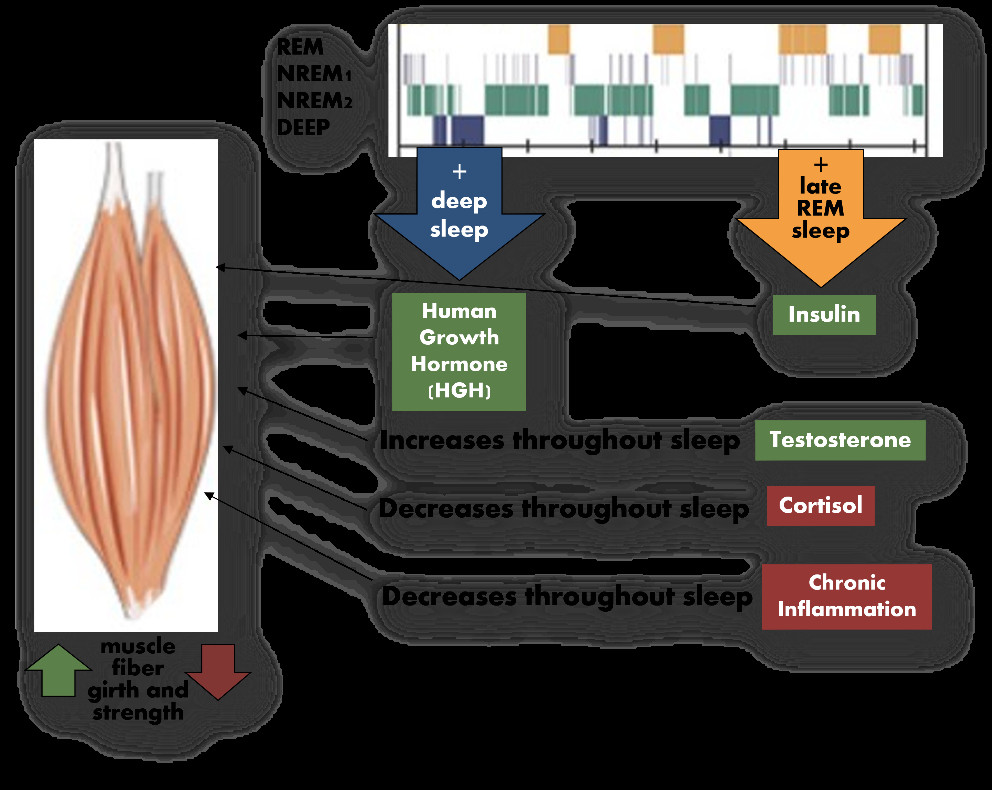 How Sleep Affects Performance in Older Athletes