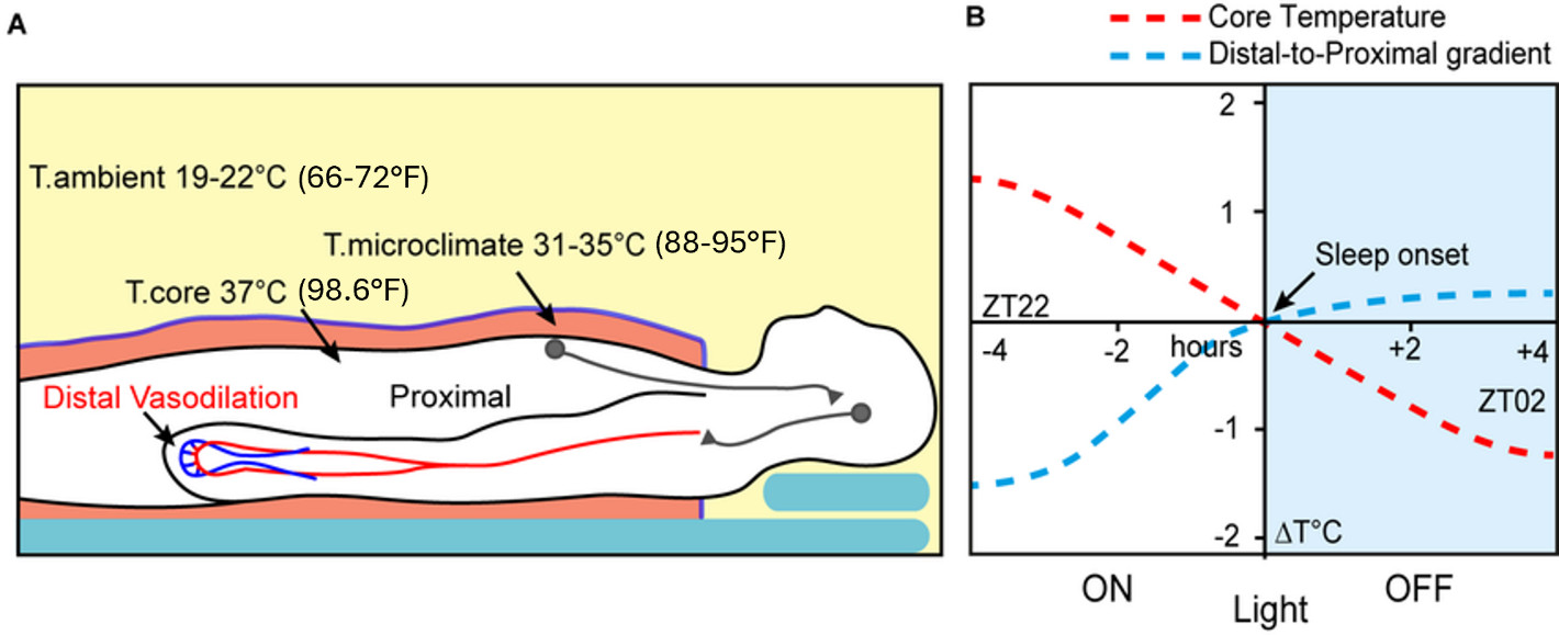 Vai trò của nhiệt độ trong việc điều chỉnh giấc ngủ và nhịp sinh học