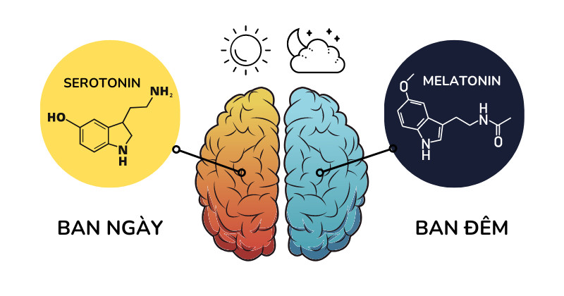 **Serotonin: Hormone Hạnh Phúc và Vai Trò Quý Giá Với Giấc Ngủ**