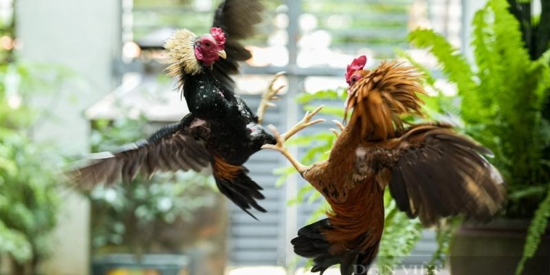 Trải Nghiệm Đá Gà Tre Đỉnh Cao Tại Net88 Chiến Kê Tinh Nhuệ