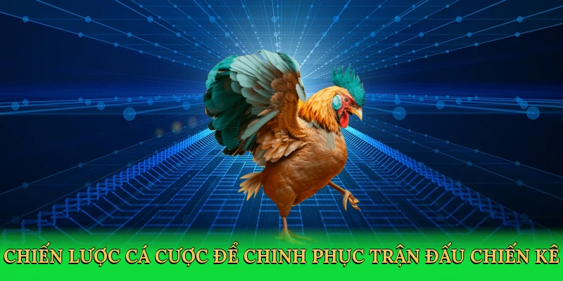 Chiến lược cá cược để chinh phục trận đấu chiến kê
