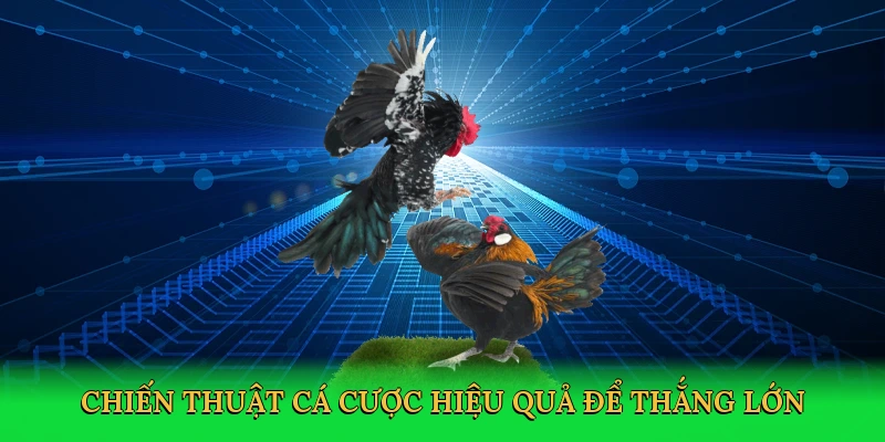 đá gà FI88