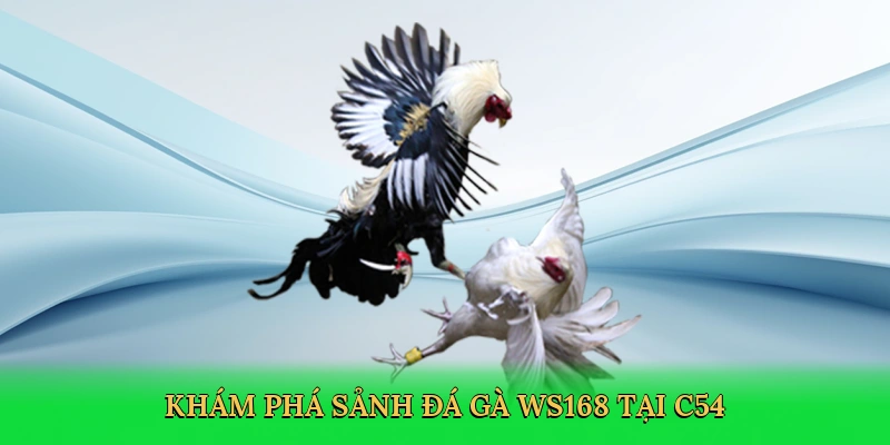 Khám phá Sảnh đá gà ws168 tại C54